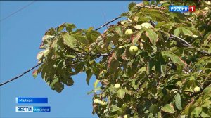 В 24 регионах России зафиксировали опасного вредителя - каштановую минирующую моль