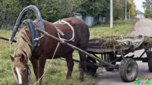 ХОРОШО В ДЕРЕВНЕ -  сл. Татьяна Ненашева ,муз и испол песни. Ростов Владимир