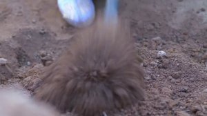 Книга гор и морей 1 сезон 13 серия