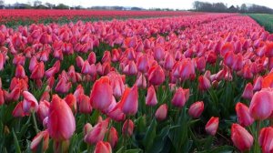 ДОБАВИМ В ЖИЗНЬ СВОЮ ЦВЕТЫ!!!!!!