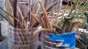 Черенки ежевики.