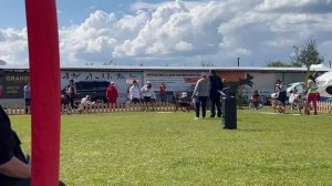 Молодые суки ст ч.5 от Леси Воробьевой / Моно немецких овчарок ранга ПК БРОННИЦЫ 10 августа 2024