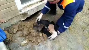 В Иркутске спасатели вызволили из заточения 10 осиротевших щенков