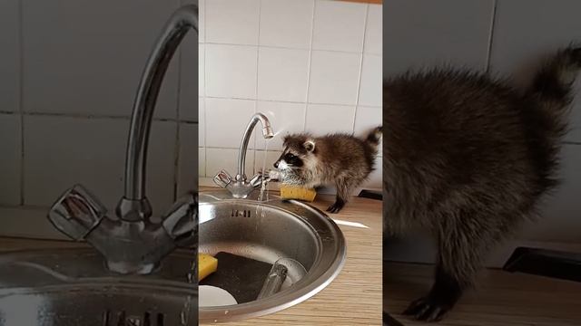 Коротко про Енотов полоскунов(3) смотреть онлайн