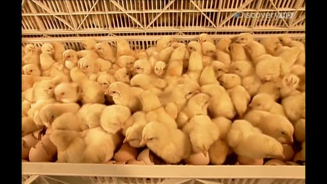 Цыплята 2003 год - Как это работает? (How it's made?) Как это сделано? смотреть онлайн