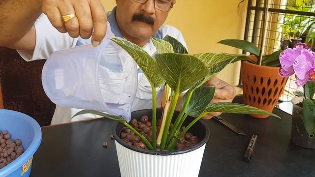 Orchids and Indoor Plants in clay Balls, Save water and time, വെള്ളവും സമയവും ലാഭിക്കാം смотреть онлайн