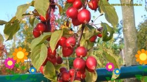 Яблоня декоративная Ред обелиск. Краткий обзор, описание характеристик malus Red Obelisk