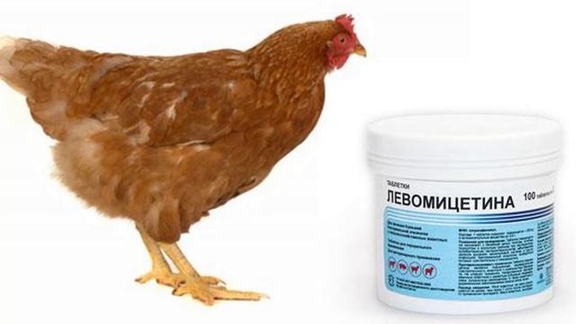 Антибиотики дают курам. Левомицетин для кур дозировка для несушек. Антибиотики для кур несушек. Антибиотики для кур бройлеров. Антибиотик для цыплят бройлеров.