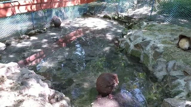 Аскания Нова 2020. Зоопарк и дендропарк. смотреть онлайн