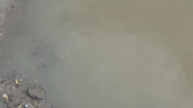 Это существо живет в Ярославле смотреть онлайн