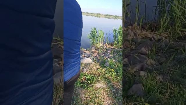 Улов Рыбаков.Рыбалка на Карася.Алматинская область.Клёв на опарыша, GoPro 9. Подсечка. смотреть онлайн