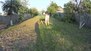 Дрессировка НЕМЕЦКОЙ овчарки в домашних условиях!