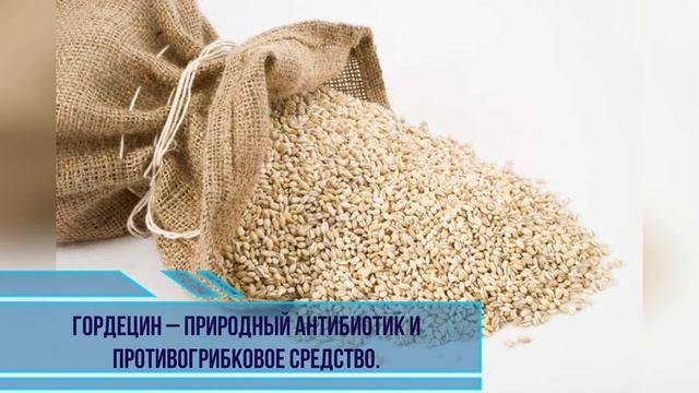 Если есть перловку постоянно, что будет? Уникальные свойства перловки.