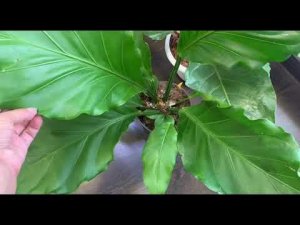Комнатные растения. Экзотические Антуриумы.