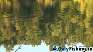 Рыбалка на реке Шибахта. Ловля карася и карпа. Отчет о рыбалке