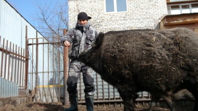 Секач монстр, сколько весит?
