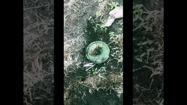 Коп после работы. Повезло в последний момент нашел монетку 25.08. 2020 г. смотреть онлайн