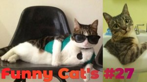 Смешные коты #27.mp4