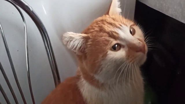 Готовим клетки к опоросу. Главный петух. Кот воришка. смотреть онлайн