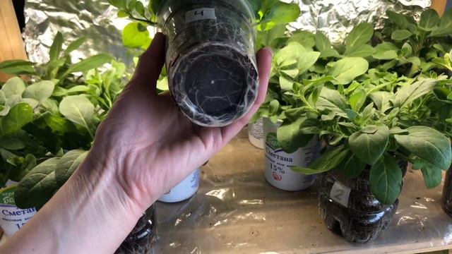 Петуния Вельвет парпл. Обзор на 6 августа 2023