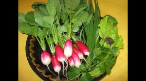Редис рассадой  - отличный способ получить ранний урожай