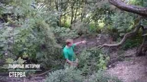 Как мы забирали львят у ЛЬВИЦЫ СТЕРВЫ!