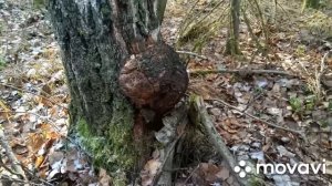Кап,сувель в городе и лесу.Есть ли разница и отличие？