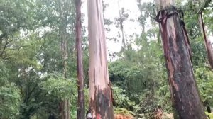 Путь Святого Иакова: эль Камино де Сантьяго. Путь Пилигрима , путешествия по Испании в коронавирус.