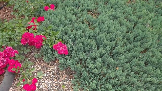 Какой уход за розами необходим в июле. Подкормка, полив, удобрение, и обрезка роз