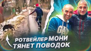 Зираддин Рзаев и ротвейлер Мони по прозвищу бульдозер(Тянет поводок)