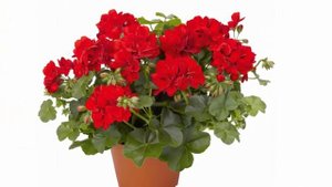 Комнатные растения  по фен-шуй для привлечения богатства в дом.