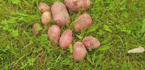 РАННЕСПЕЛЫЙ КАРТОФЕЛЬ РЕД СКАРЛЕТ / КРОЛИКИ КАЛИФОРНИЙЦЫ