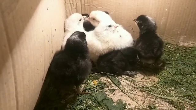 Эксперимент/Инкубатор или Курицы несушки. смотреть онлайн