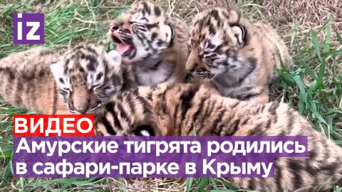 Детишки-тигрята появились в крымском сафари-парке «Тайган» / Известия