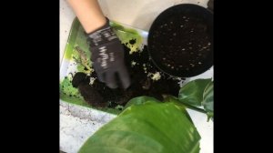 Стрелиция Николая. Первая пересадка растения из магазина.