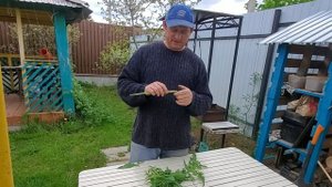 Сергибус. А вы знали, что сорняк, который вы удаляете на участке - вкуснейшее лакомство!