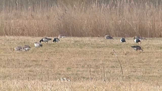 Белощёкие казарки. смотреть онлайн