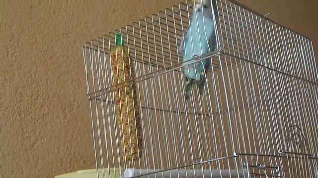 Гоша волнистый попугай чешется или просит полетать смотреть онлайн