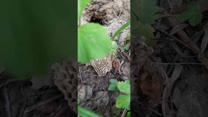 Дикие #bee