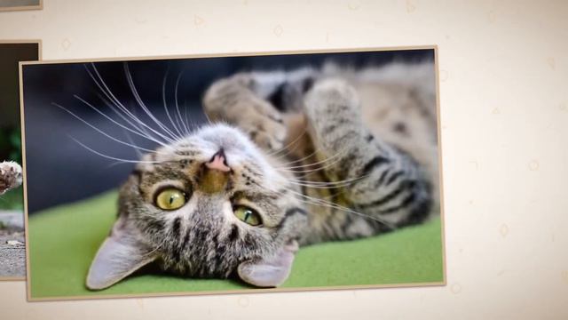 World Cat Day Всесвітній день кішок