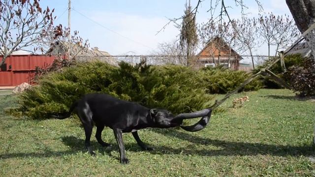 АПБТ MIDNIGHT QUEEN "PIT MUST SURVIVE" ( Пума) смотреть онлайн