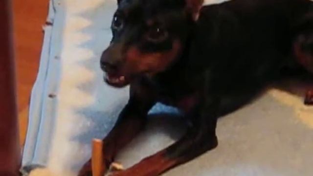 Цвергпинчер Урс (3 года) смотреть онлайн