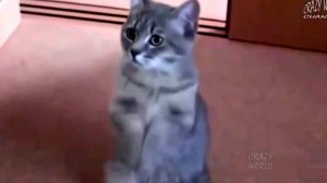 Ешкин кот, где моя сосиска! :)