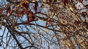 Кристина Мотиватор.Тетку прозвали Мальвиной.Ждала подарков. Оля Брендовна.Ланге и шведский стол