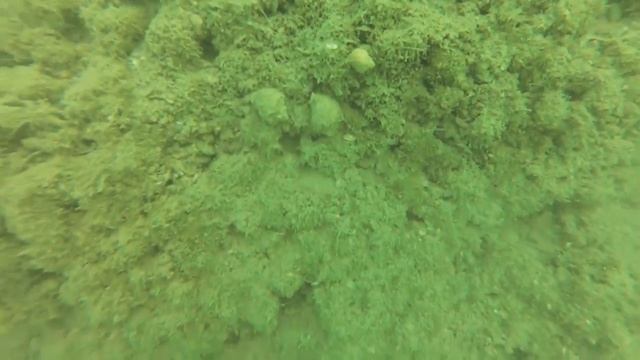 Прогулка за мидиями смотреть онлайн