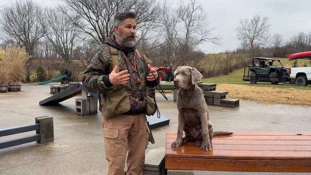 Labrador Retriever | Is It Time For A New Breed Standard?
