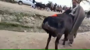 Авган баран производитель | авган койлору