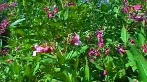 Распространение семян саморазбрасыванием