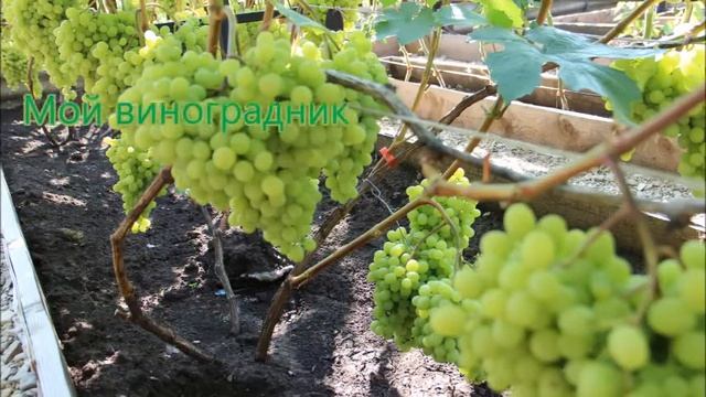 Виноград Алешенькин смотреть онлайн