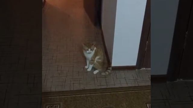 Наш Рыжик услышав призыв(азан) к намазу сразу бежит туда где я читал намаз!!! Ма шаа Аллах!!! смотреть онлайн